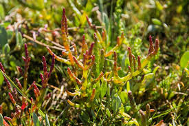 Image result for Salicornia perrieri