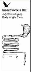 Brazilian Free Tailed Bat Digestive System Phyla