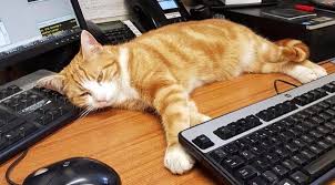 Due to exceptionally cold conditions, desk-based operations ...