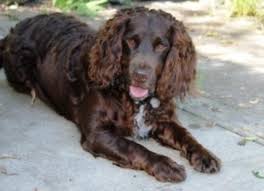 Image result for německý křepelák postava