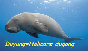 Jawabannya ada dua yaitu i, kan? Nama Hewan Yang Dimulai Dari Huruf D Dengan Nama Ilmiahnya Daftar Nama Hewan Lengkap A Z