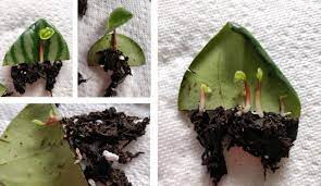 Peperomia propagation watermelon leaf plant. Pin On Houseplants
