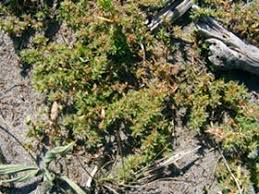 Image result for Paropsia brazzeana