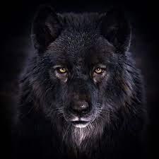 Download any/all unsplash images for free. Black Wolf Over 1080 X 1080 Download 1080 2340 Wallpapers Hd Beautiful And Cool High Quality Background Images Collection For Your Device Cinco Wallpaper