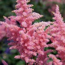 Pin On Perennial Flowers