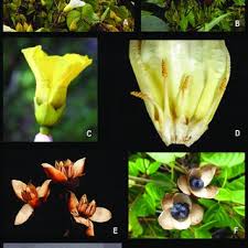 Image result for Merremia pterygocaulos