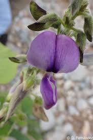 Image result for Teramnus uncinatus