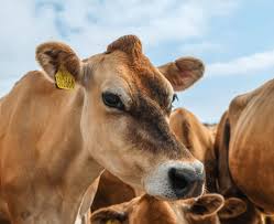 Cme group livestock products offer market participants the valuable tools they need to manage the risk inherent in livestock production and processing. Fbn Lauches Livestock Health And Feed Offerings With Transparent Pricing