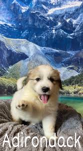 Celebrating Half Birthday of Mountain Litter Puppies