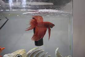 Your betta fish dying is a commonly a result of improper feeding procedures. Is My Betta Fish Dying How Do I Know If My Betta Is Sick
