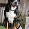 It is excellent with children the greater swiss mountain dog may have contributed to the development of the st. 1