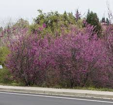 Cercis orbiculata — greene), is a small tree or shrub in the legume family, fabaceae. Tree Western Redbud Ruff