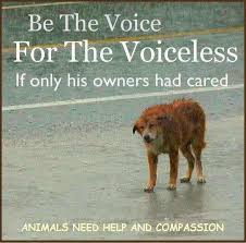 Invalid Url Save Animals Dogs Animal Abuse