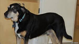 The first sign of it is usually the appearance of a painless lump in the front of a person's neck. Frankie The Dog Sniffs Out Thyroid Cancer Bbc News