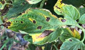 Image result for Septoria leaf spot of tomato