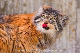 Pallas S Cats As Pets