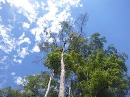 Image result for Syncarpia glomulifera