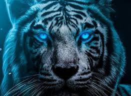 Hd Blue Eyes Tiger Wallpaper Hd Wallpaper Wallpapes High Resolution 4k Wallpaper Tons of awesome blue background hd to download for free. blue eyes tiger wallpaper hd wallpaper