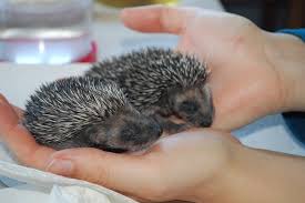 Igel sollten jetzt im winterschlaf sein. Igel Gefunden Was Nun Lbv Gemeinsam Bayerns Natur Schutzen