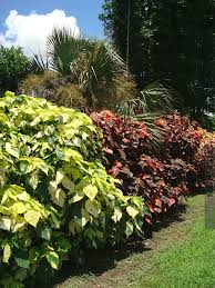 Image result for Acalypha welwitschiana
