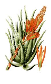 Image result for Aloe arborescens