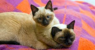 The traditional siamese (aka applehead siamese) is one of the oldest breeds of domestic cats. 5 Things To Know About Siamese Cats