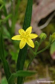 Image result for Polyspatha hirsuta