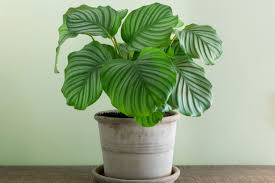 Image result for calathea