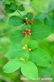 Image result for Rauvolfia mannii