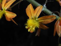 Image result for Bulbine asphodeloides