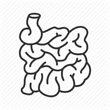 Abdominal Cavity Digestion Digestive System Intestine Small Intestine Icon Download On Iconfinder The wall of the small intestine is composed of four layers, from the outside to the inside: abdominal cavity digestion digestive system intestine small intestine icon download on iconfinder