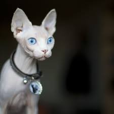 They may or may not have whiskers and their skin is the color that their fur would normally be. Sphynx Cat Full Profile History And Care