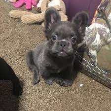 Meanwhile, if one of the parents carries the sh gene, only one puppy from the litter will be a fluffy don't let them rot inside your home! Meet Fozzy The Fluffy French Bulldog Fluffycatsbreedslonghair Cute Baby Dogs Baby Dogs Super Cute Puppies