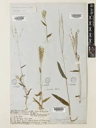 Image result for Alloteropsis