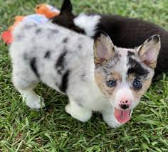 We did not find results for: Corgi Puppies For Sale Corgi Puppies For Sale Welsh Corgi Puppies Corgi
