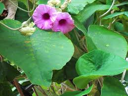 To keep these plants well managed, some morning glory the flowers open in the morning and close in the afternoon, with masses of fresh blossoms opening each day. Plants Flowers Trees Of Vietnam Vietnam Coracle Independent Travel Guides To Vietnam