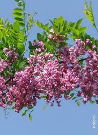 Image result for Margaretta rosea