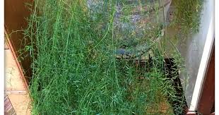 Image result for Asparagus pendulus