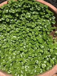 Image result for Hydrocotyle ranunculoides