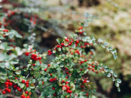 Image result for Cotoneaster