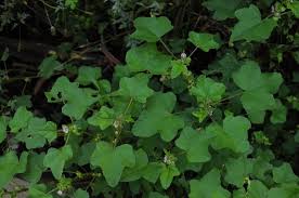 Image result for Malva verticillata