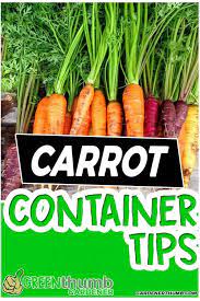 Growing Carrots In Containers Epic Guide To Make It Easy Growing Carrots How To Plant Carrots Container Gardening