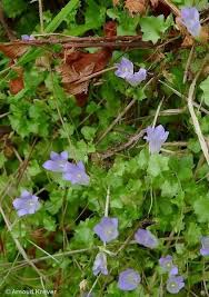 Image result for Wahlenbergia ramosissima
