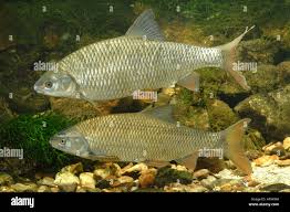 Image result for Dichilus bainesii