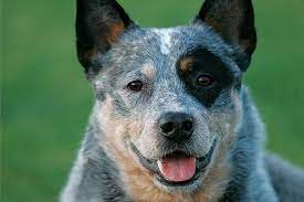 Australian Cattle Dog Dog Breed Information
