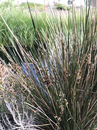 Image result for Juncus kraussii