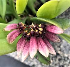 Image result for Bulbophyllum fuscum