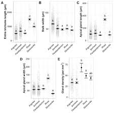 Image result for Lepistemon owariensis