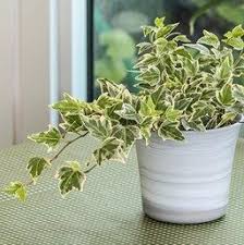 Hedera Helix Mini Adam Ivy Care Ivy Plant Indoor Ivy Houseplant Ivy Plants