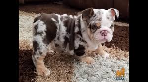 Find the perfect name for your bulldog. David Beckham English Bulldog